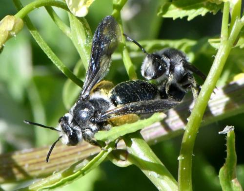 Andrena sp.